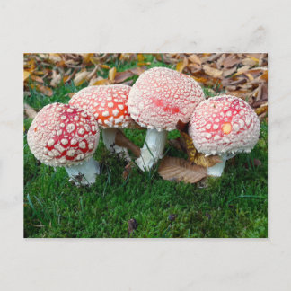 mushroom town postkarte