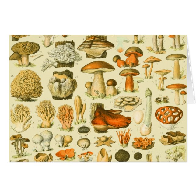 Mushroom Vintag Toadstool Antike Illustration (Vorderseite (Horizontal))