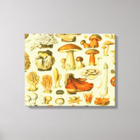 Mushroom Vintag Toadstool Antike Illustration