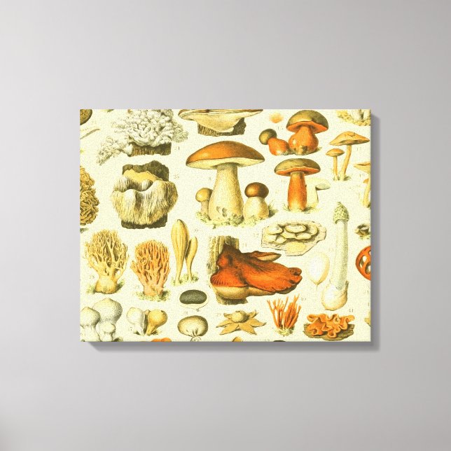 Mushroom Vintag Toadstool Antike Illustration Leinwanddruck (Vorderseite)