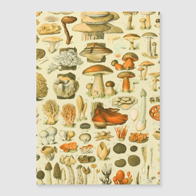 Mushroom Vintag Toadstool Antike Illustration Magnetkarte (Vorderseite)