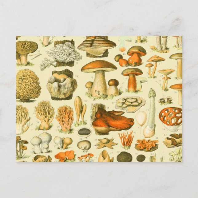 Mushroom Vintag Toadstool Antike Illustration Postkarte (Vorderseite)