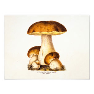 Mushroom-Vorlage für Vintage Pilzräume des 19. Jah Fotodruck