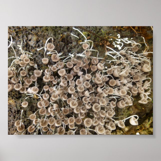 MUSHROOMS BIG ISLAND HAWAII POSTER (Vorne)