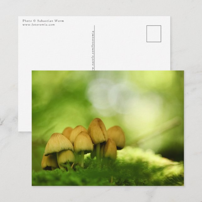 Mushrooms Nature Foto Postkarte (Vorne/Hinten)