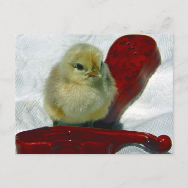 Musical Chick Postkarte (Vorderseite)