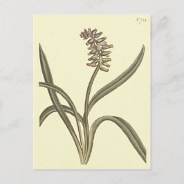 Musk Grape Hyacinth Botanische Illustration Postkarte