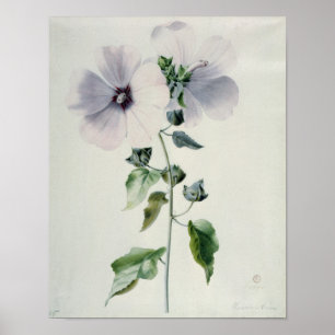 Musk Mallow, 18. Jahrhundert Poster