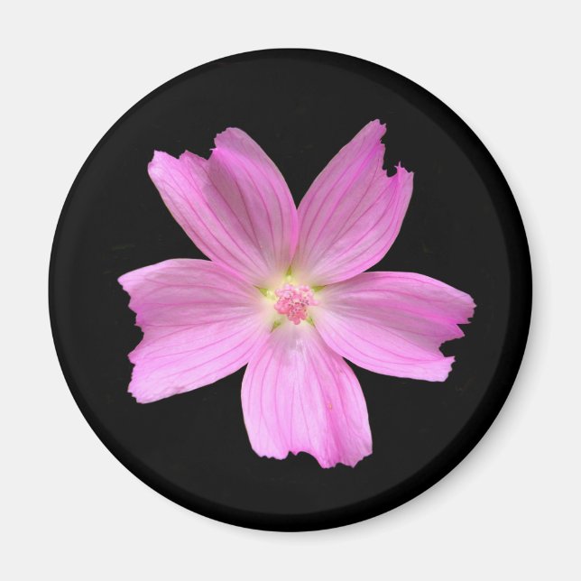 Musk-mallow-Magnet Magnet (Vorne)
