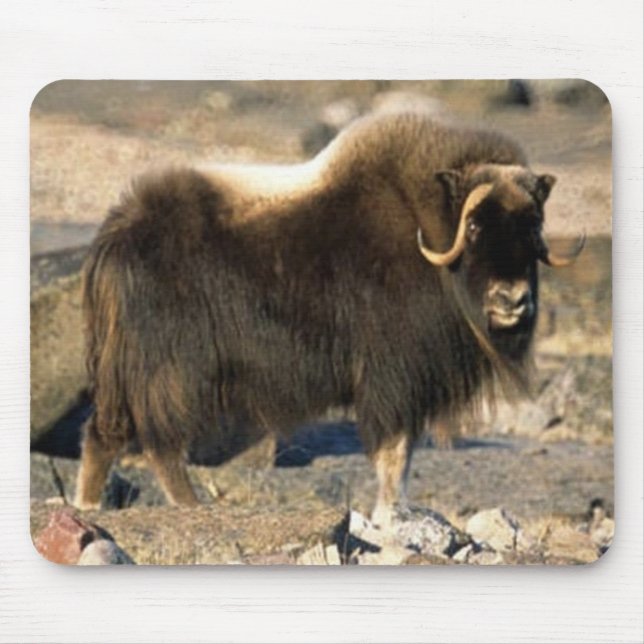 Musk Ox Mousepad (Vorne)