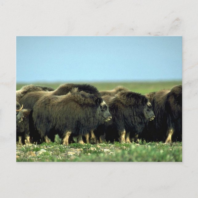 Musk Oxen Postkarte (Vorderseite)