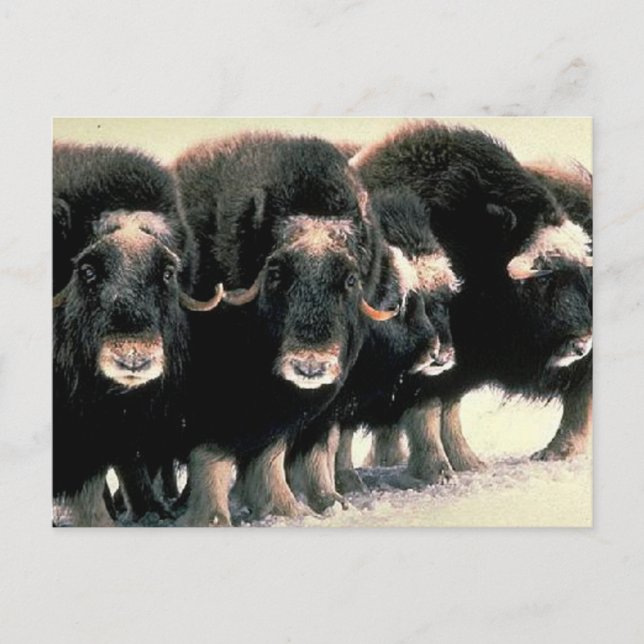 Musk Oxen Postkarte (Vorderseite)