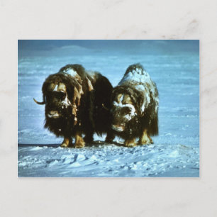 Musk Oxen Postkarte