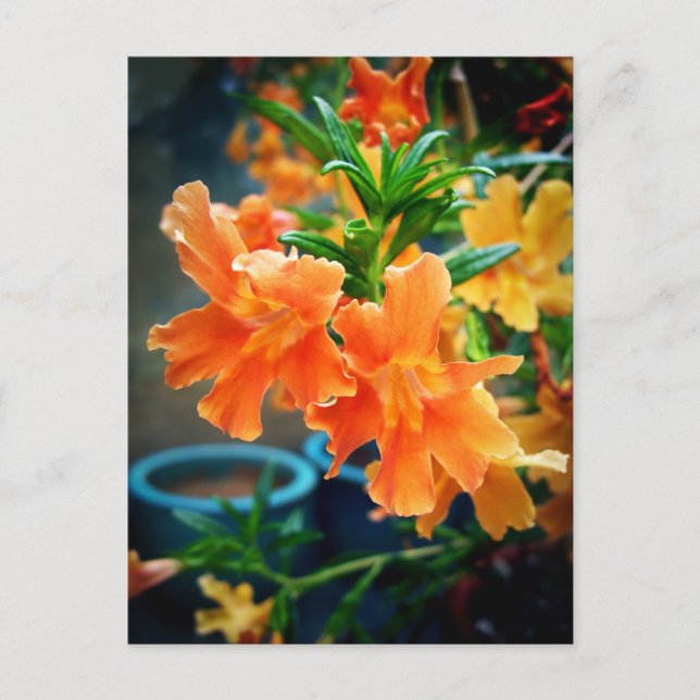 Musk Postkarte (Vorderseite)