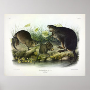 Musk-Rat, Muskrat, Ondatra zibethicus, von Audubon Poster