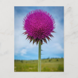 Musk Thistle Foto Postcard Postkarte
