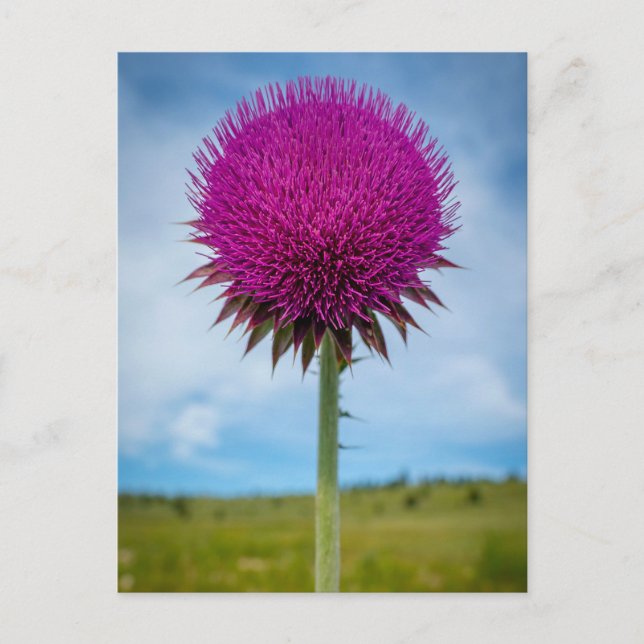 Musk Thistle Foto Postcard Postkarte (Vorderseite)