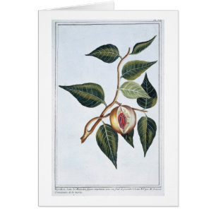 Muskatnuss, Platte 7, 'von der Sammlung Precieuse