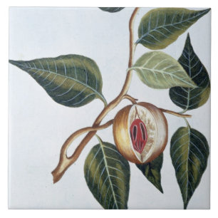 Muskatnuss, Platte 7, 'von der Sammlung Precieuse Fliese