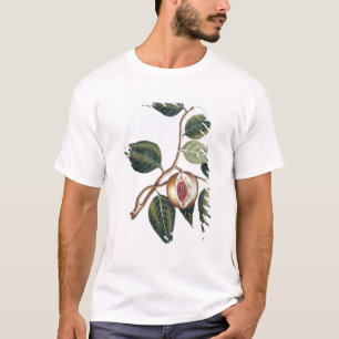 Muskatnuss, Platte 7, 'von der Sammlung Precieuse T-Shirt