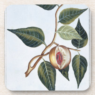 Muskatnuss, Platte 7, 'von der Sammlung Precieuse Untersetzer