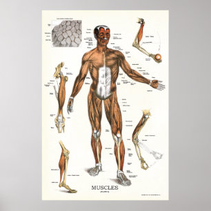 Muskel-Anatomie-Plakat 24 x 6 Poster
