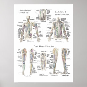 Muskel-Anatomie-Plakat-tiefe Schichten Poster