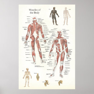 Muskel-Anatomie-Plakat - vorhergehend und hinter Poster