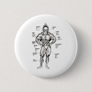 Muskel-Diagramm und Übungsanleitung - Bodybuilding Button