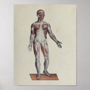 Muskel Fascia Anatomie Druckanterie Poster