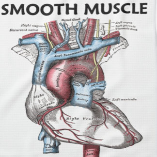 Muskel innen glatt (Graues anatomisches Herz) Handtuch