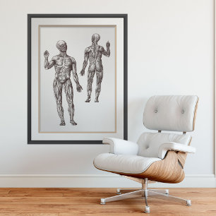 Muskel Männer Sportmedizin menschliche Anatomie Poster