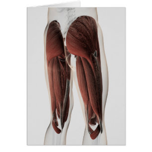 Muskelanatomie der menschlichen Legen 2