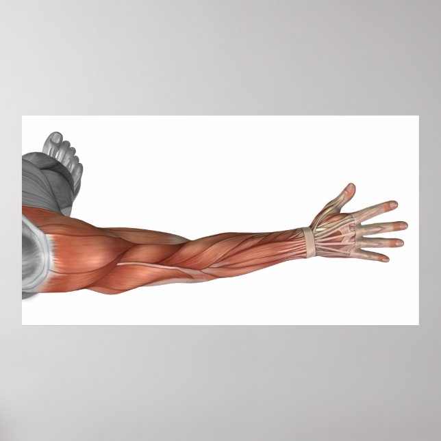 Muskelanatomie des menschlichen Arms, Sicht nach h Poster (Vorne)