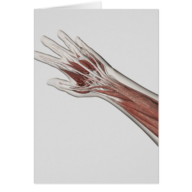 Muskelanatomie des menschlichen Arms und der Hand (Vorne)