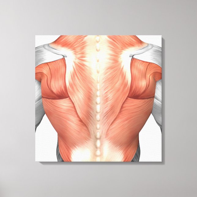 Muskelanatomie des menschlichen Rückens 1 Leinwanddruck (Vorderseite)