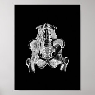Muskelanatomie in Schwarz-Weiß-Print Poster