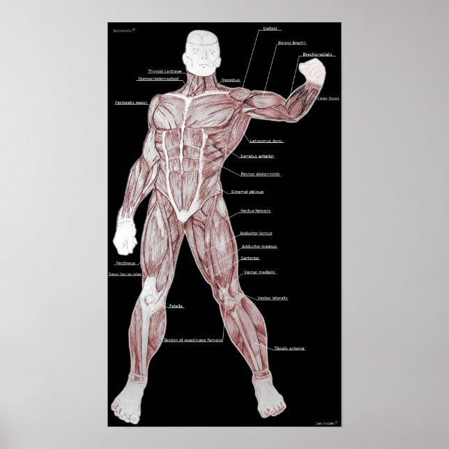 Muskelanatomie Poster (Vorne)