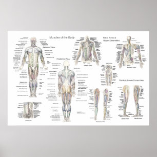 Muskelanatomie Poster - Anteriore, Posterior & Dee