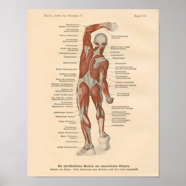 Muskelanatomie Vintage Druckausgabe in deutscher S Poster (Vorne)