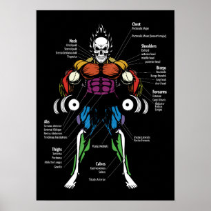 Muskeldiagramm, Anatomiediagramm - Gymnastik Poster