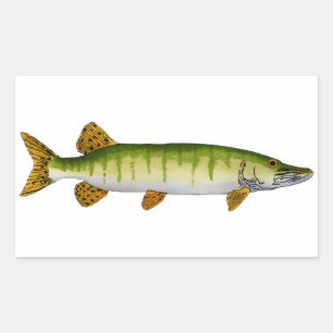 Muskellunge (Muskie) Rechteckiger Aufkleber