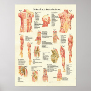 Muskeln Anatomie Músculos Anatomie Spanische Grafi Poster