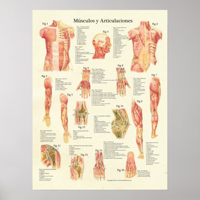 Muskeln Anatomie Músculos Anatomie Spanische Grafi Poster (Vorne)
