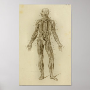 Muskeln Arterien Anatomie Druck Vintage Poster