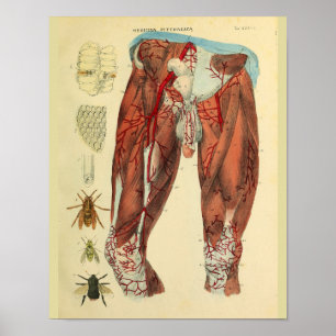 Muskeln Arteries Bienen Anatomie Kunst drucken Poster
