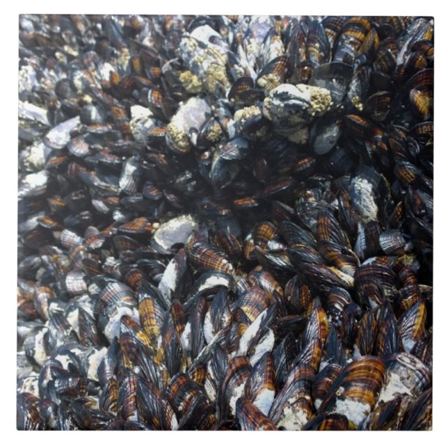 Muskeln & Barnacles am Bob Creek, OR Fliese (Vorderseite)