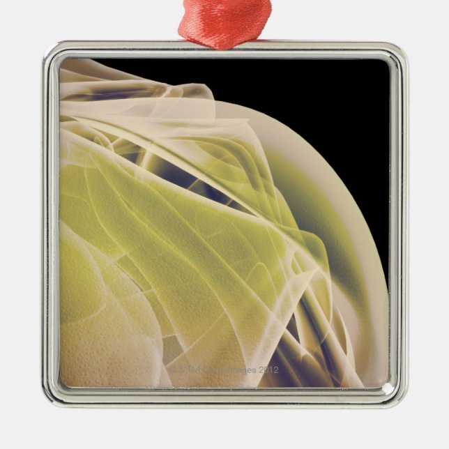 Muskeln der Schulter Silbernes Ornament (Vorne)