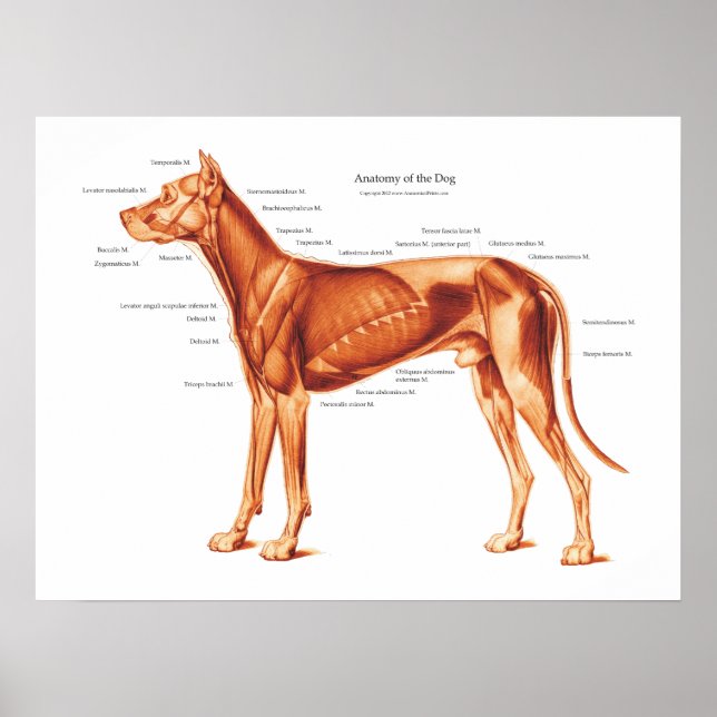 Muskeln des Dog Anatomy Poster (Vorne)
