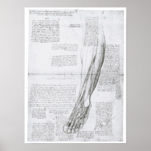 Muskeln des Leg, Leonardo Da Vinci Poster